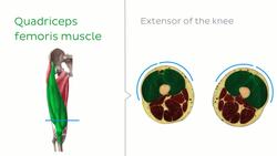 Gracilis muscle level Instructional Video