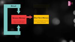 Animated Diagram - Multi Store Model of Memory - Atkinson and Shiffrin (1968) Instructional Video