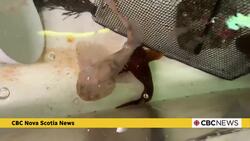 A look at the marine animals that will be living at Dalhousie's aquarium News Clip