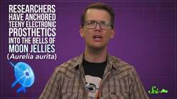 Meet the Jellybots: Ocean-Exploring Biohybrid Robots Instructional Video