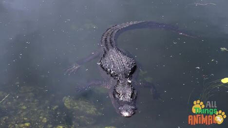 Exploring the World of Alligators: Facts and Differences from Crocodiles