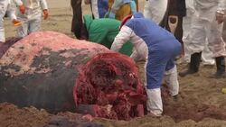 Body of beached fin whale cut up and removed from Belgium beach GRAPHIC Instructional Video