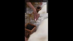 Dozens of repatriated Indigenous cultural items arrive in Canada News Clip