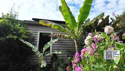 What's a variegated plant and why are they SO popular!? News Clip