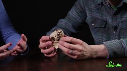 Unstumped Hank & A Chinese Water Dragon: SciShow Talk Show #14 Instructional Video