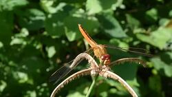 Dragonfly on flower Stock Footage