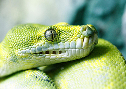 ¿Por qué algunos animales no tienen orejas? Instructional Video