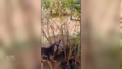 Sudanese animal sanctuary employees fight for their animals' survival News Clip