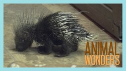 Baby Porcupine! Instructional Video