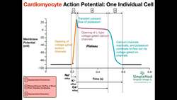 Cardiac Muscle Action Potential Diagram EXPLAINED Instructional Video