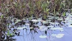 #TheMoment a wildlife photographer spotted a rare white beaver News Clip