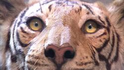 Diplodocus skeleton 'Misty' sold at auction News Clip