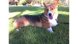 Pros & Cons of the Pembroke Welsh Corgi Breed Instructional Video