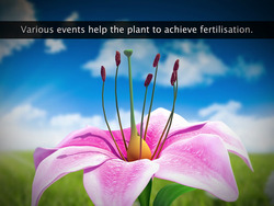 Fertilisation in Flowering Plants Instructional Video