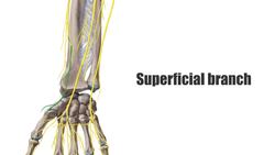 Radial nerve Instructional Video
