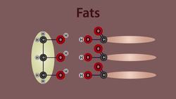 Digestion By Enzymes Instructional Video