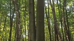 Beech forest. Panorama from bottom to top Stock Footage