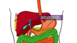 Human Body - Science for Kids Instructional Video