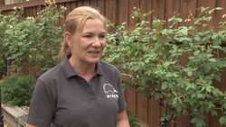 VOICED : Los incendios en Australia podrian ser fatales para ciertas especies News Clip