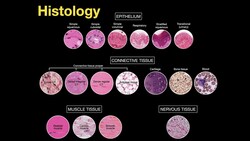 Introduction to Histology Instructional Video