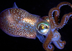 What is an Invertebrate? Instructional Video