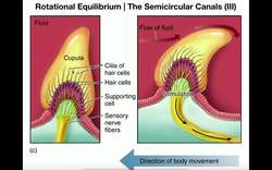Anatomy - Physiology of the Semicircular Canals Instructional Video