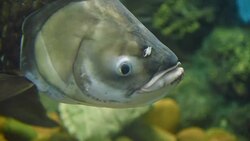 freshwater fish Stock Footage