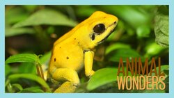 Poisonous Snake and Venomous Frogs?! Instructional Video