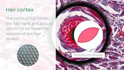 Scalp and hair Instructional Video