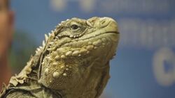 How Iguanas Can Communicate Without Vocalizations Instructional Video