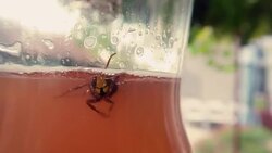 Wasps trap - Stock Video Stock Footage