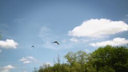 Preserving Nature: The Great Lakes Cabins Experience Instructional Video