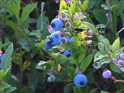 The Journey of Seeds: From Fertilized Eggs to Mature Plants Instructional Video