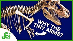 How to Find Out Why T. rex Arms Were… Like That | SciShow News Instructional Video