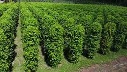 Thailand,Chanthaburi The garden is famous pepper. Pepper plantations of different varieties are found in many places of the Thailand. Black pepper is exported to many countries of the World. Stock Footage