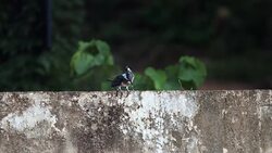 Kingfisher bird : adult Crested kingfisher (Megaceryle lugubris) Stock Footage