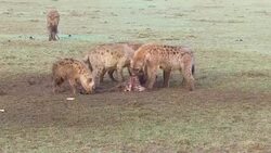 hyenas eating carrion and jackals at africa Stock Footage