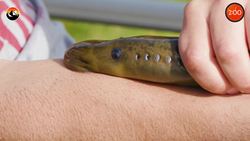 BITTEN by a VAMPIRE FISH! Instructional Video