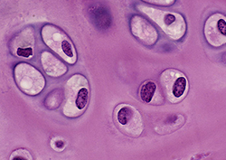 What is a Cell? - Cell Basics Instructional Video