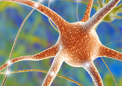 Neurons as Cells Instructional Video