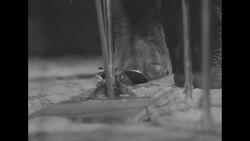 Elephant trio "plays" music News Clip