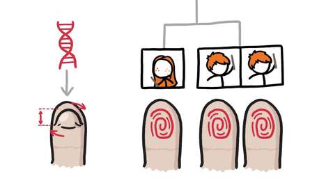How Chaos Makes Your Fingerprints Unique