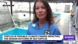 Climate Change Is Impacting The Gender Outcome Of Sea Turtles News Clip