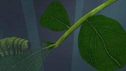 Flashes of light show how plants signal distress Instructional Video