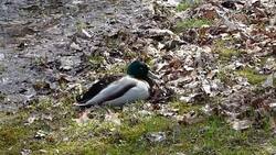 Male mallard sitting in the grass. Stock Footage