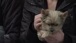 Belgian church opens mass for animals News Clip