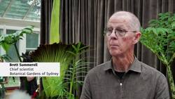 Crowds rush to catch a glimpse — and a whiff — of blooming corpse plant News Clip