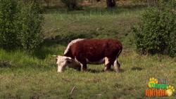 Discovering Cows: From Grazing in Meadows to Beauty Contests Instructional Video