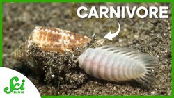 How a Carnivorous Snail Is Advancing Medicine Instructional Video