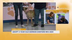 Paws & Pals: 3-year-old German Shephard mix now available for adoption News Clip